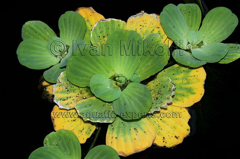 Pistia stratioites